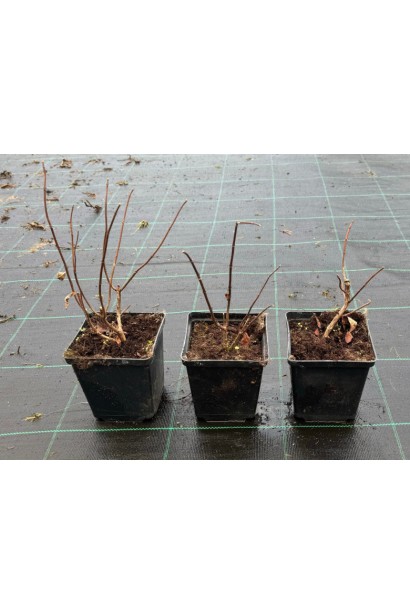 Гортензия Candlelight в контейнере 0,5л